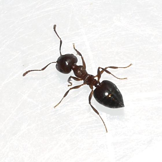 Photo by Ilona Loser, http://bugguide.net/node/view/444696