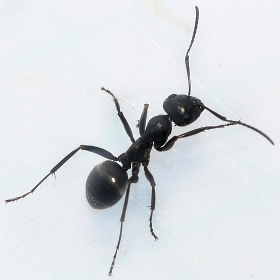 Black Field Ant photo by Ilona Loser, http://bugguide.net/node/view/610315