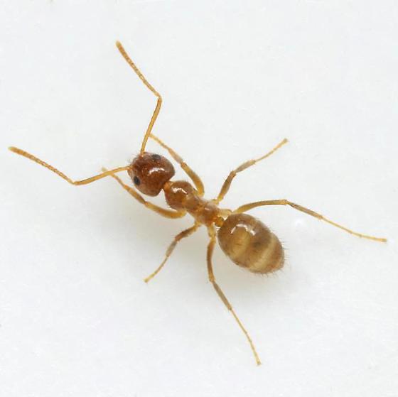 Crazy Ant photo by Mike Qunn, http://bugguide.net/node/view/330696