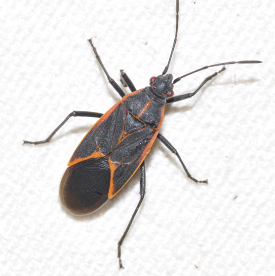 Boxelder Bug photo by Stan Gilliam, http://bugguide.net/node/view/552737