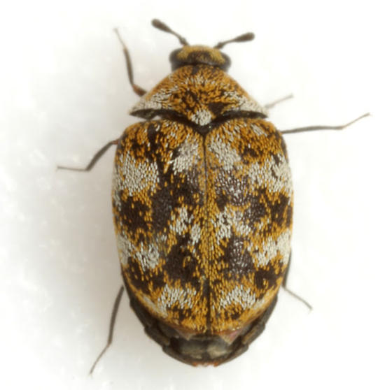 Carpet Beetle photo by Mike Quinn, http://bugguide.net/node/view/645782