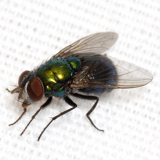 Blow Fly photo by Robert Lord Zimlich, http://bugguide.net/node/view/863164