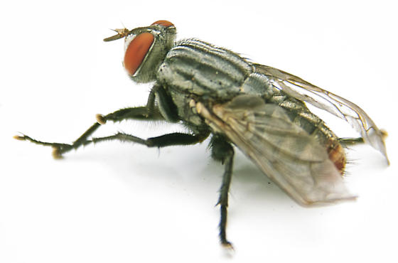 Fruit Fly photo by John Reche, http://bugguide.net/node/view/191138