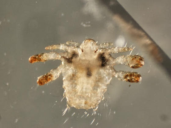 crab-lice-central-exterminating-co
