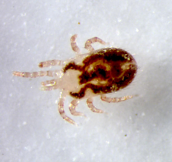 Bird Mite photo by aewills, http://bugguide.net/node/view/690531