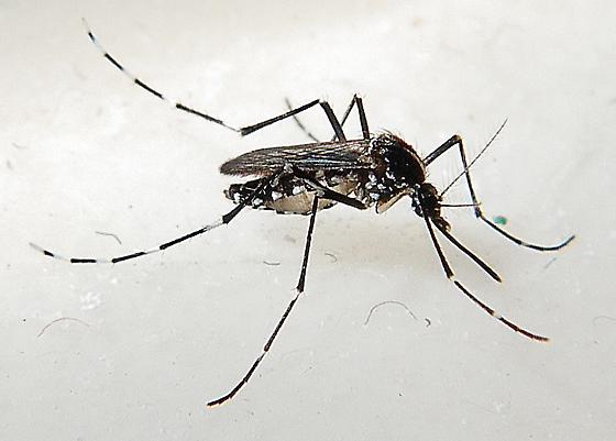 Asian Tiger Mosquito photo by William Donald Newton, http://bugguide.net/node/view/843693
