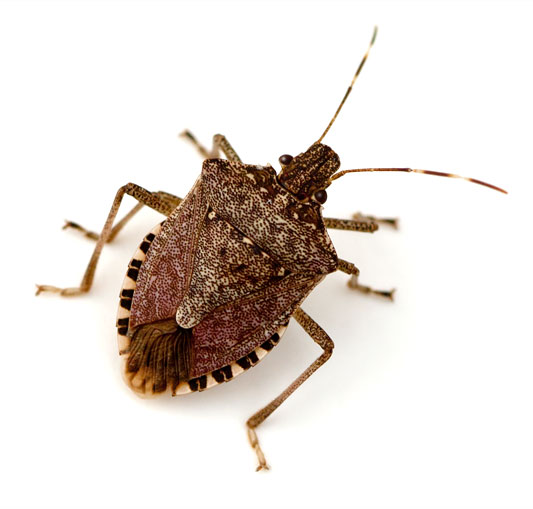 Brown Mamorated Stinkbug photo by Melinda Fawver, http://bugguide.net/node/view/494920