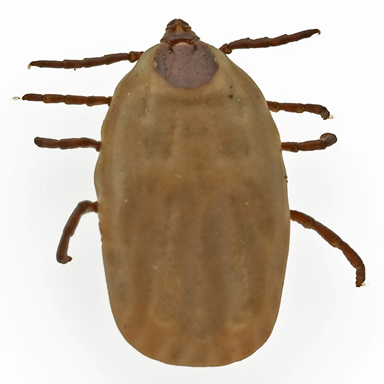 Brown Dog Tick photo by Gary R. McClellan, http://bugguide.net/node/view/615487