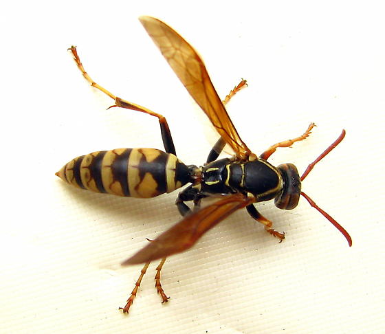 the spider and the wasp essay the spider and the wasp essay
